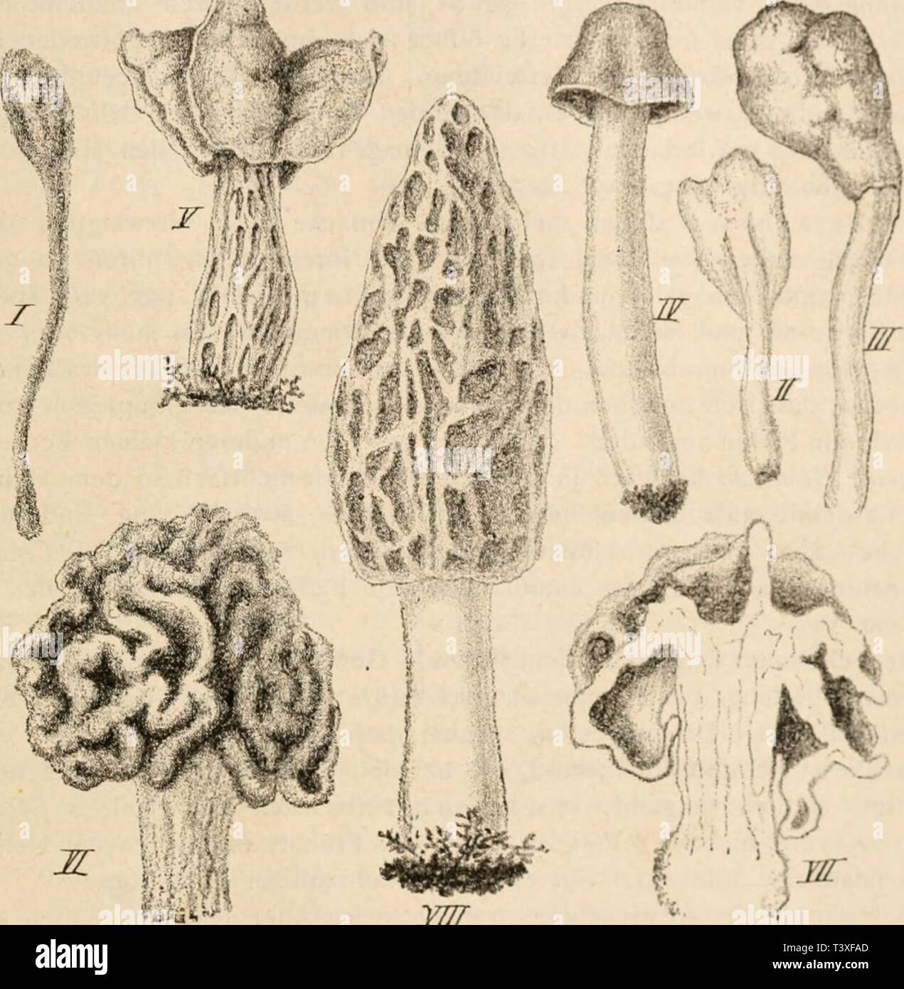 Archive image from page 484 of Die pilze in morphologischer, physiologischer,. Die pilze in morphologischer, physiologischer, biologischer und systematischer beziehung  diepilzeinmorpho00zopf Year: 1890  Abschnitt VI. Systematik und Kntwickclun'sicsciiiciitc. 465 bei den Perisporiaceen in cleistocarper, bei den Sphaciiaceen in pcronocarpischer Form), besitzen die Discomyceten der überwiegendenMclirzahl nach gyninocar|)e Schlauchfrüchte, die man eigentlich als »Schlauchlager« bezeichnen mtisste. Nur wenige Gattungen bilden anfanglich völlig geschlossene (angiocarpe) Früchte, die sich aber s|)ät Stock Photo