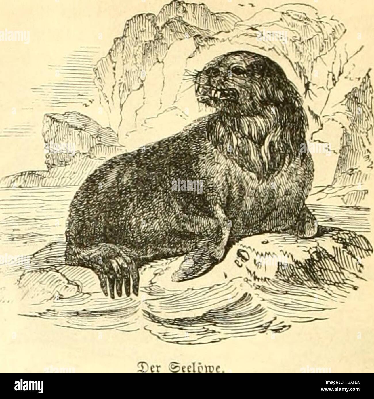 Archive image from page 493 of Die Naturgeschichte des Thierreichs (1859) Stock Photo