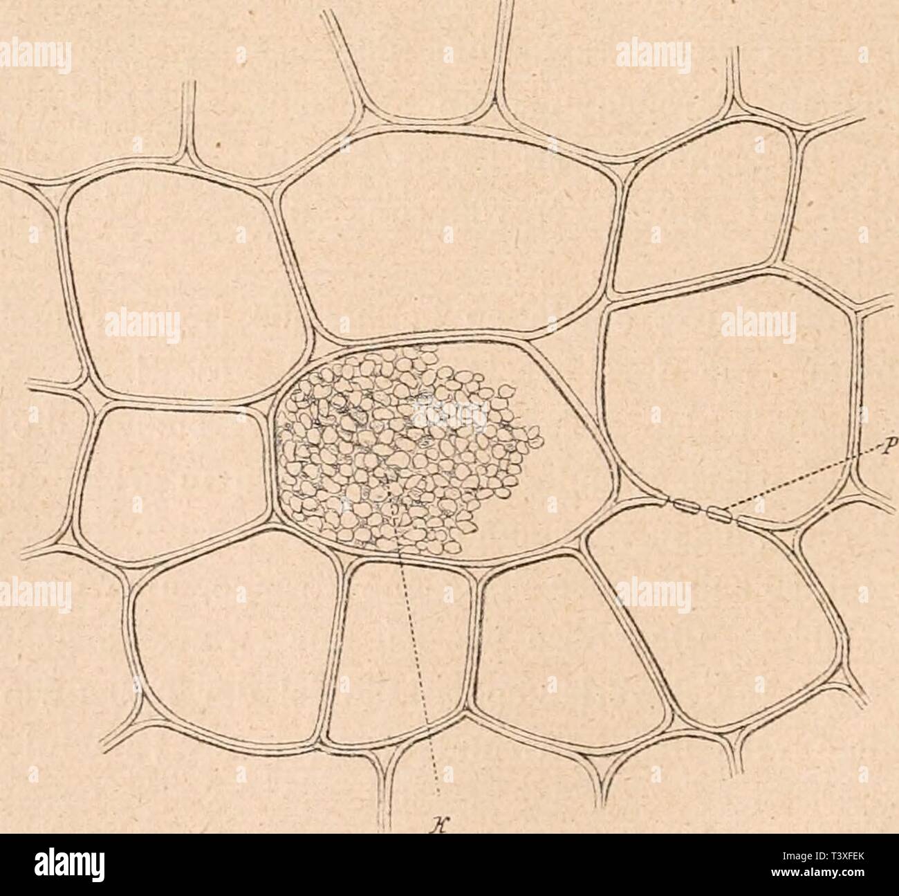 Archive image from page 493 of Die Rohstoffe des Pflanzenreichs . Die Rohstoffe des Pflanzenreichs : versuch einer Technischen Rohstofflehre des Pflanzenreiches  dierohstoffedesp03wies Year: 1921  Fig. ISl. Vergr. 50. Radialsclinitt. j) Periderm, sp Korkmutterzellen, pa Parenthj mzone, c Kamtiumzone, G Gefäße, 7t Holzzellen. teils an über ihren ganzen Verlauf zerstreuten Stellen. Eine sehr voll- kommene Verbindung zwischen den einzelnen Teilen des Gefäßbündel- systems wird durch die Art hergestellt, wie die Mäntel nach unten enden.    Fig. 1S2. Vergr. 250. Parenchym aus den peripheren Schichte Stock Photo