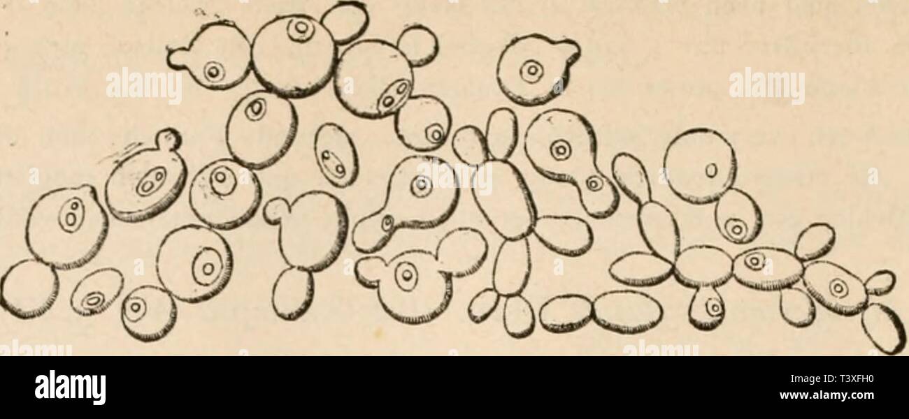 Archive image from page 497 of Die pilze in morphologischer, physiologischer,. Die pilze in morphologischer, physiologischer, biologischer und systematischer beziehung  diepilzeinmorpho00zopf Year: 1890  478    (H. 770.) Fig. 162. Vacuolen der Zellen liegt ein stark lichtbrechendes tanzendes Körperchen. An der Oberfläche dieser Substrate bildet sich ein mattgraues Kahmhäutchen, das zu- nächst aus Sprossverbänden und Einzelzellen, später aber aus typischen, mit deut- lichem Spitzenwachsthum versehenen Mycelien (Fig. 163, bc) besteht, an welchen hefeartige seitliche Conidiensprosse, sowie Oidium Stock Photo