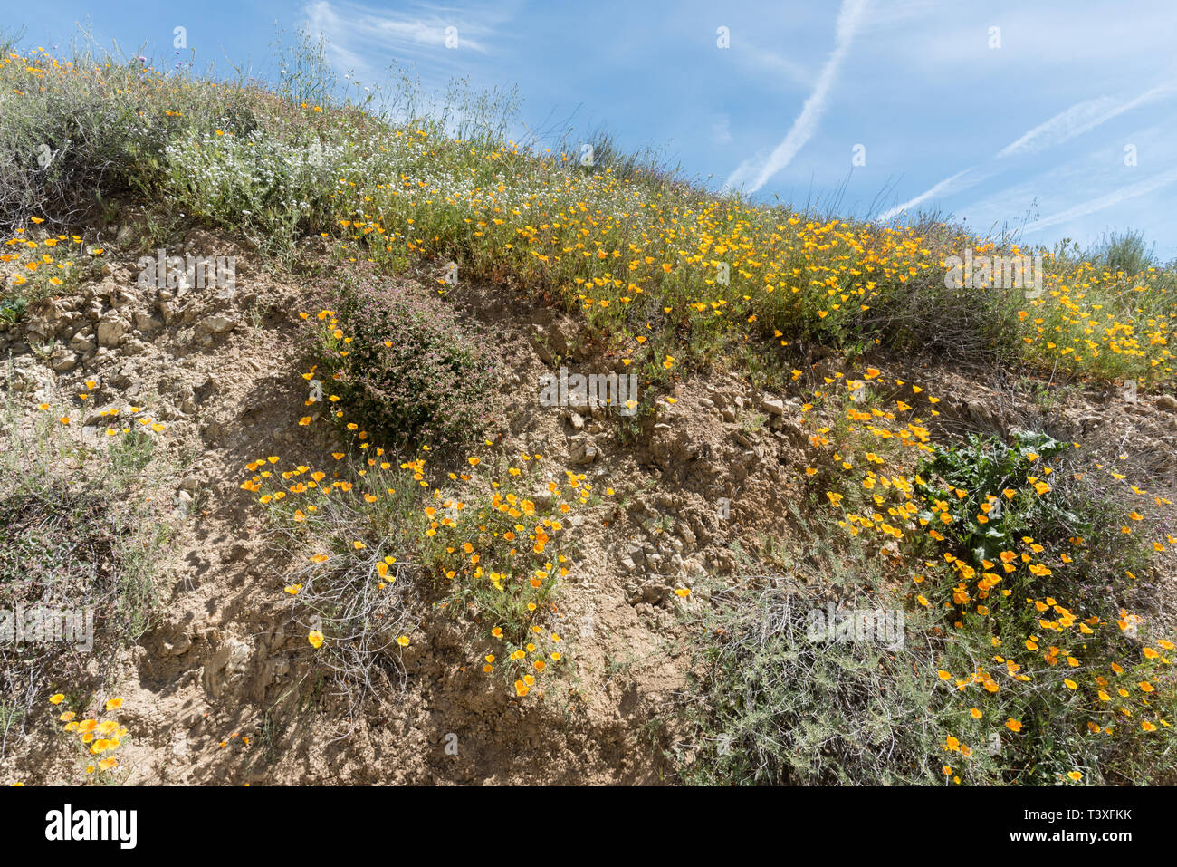 Beautiful wild flowers - a part of the superbloom phenomena in the Walker Canyon mountain range near Lake Elsinore, Southern California Stock Photo