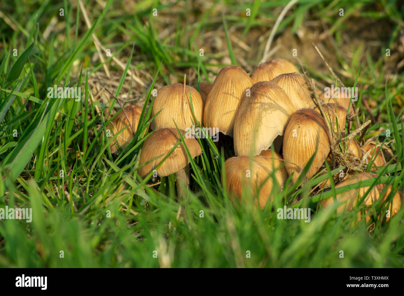 glistening inkcap mushroom on a meadow in spring Stock Photo