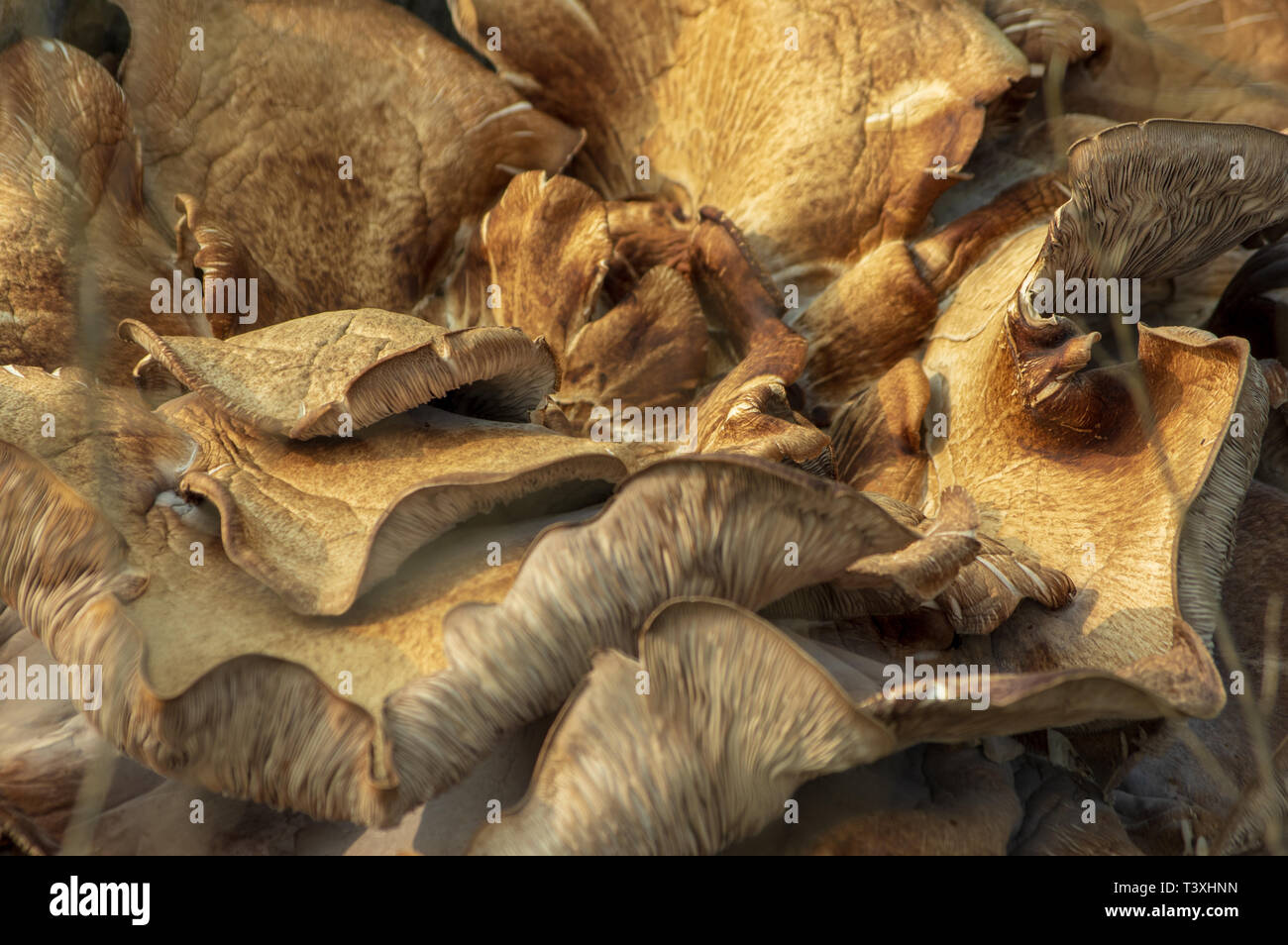 group of mushrooms growing on a tree stump Stock Photo