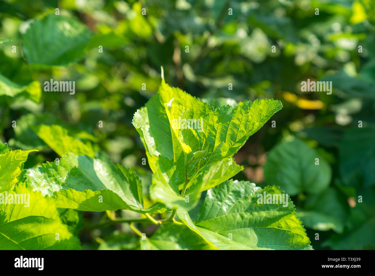Silkworm Of The Mulberry Tree High Resolution Stock Photography and
