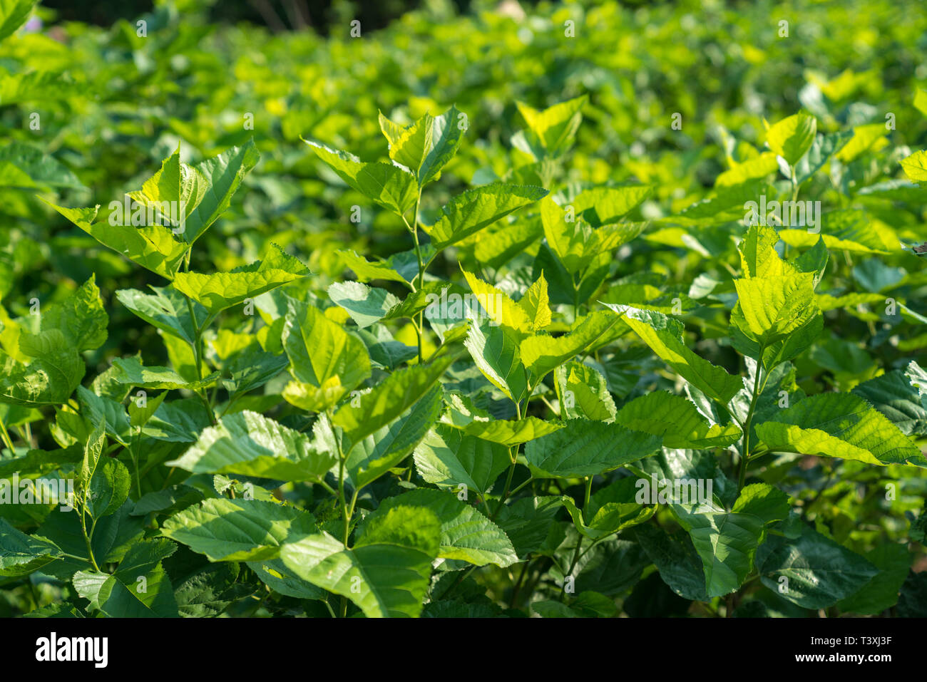 Silkworm Of The Mulberry Tree High Resolution Stock Photography and