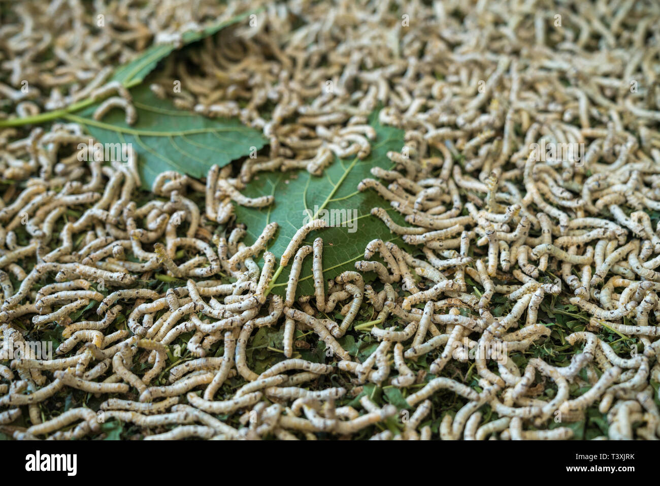What Type Of Leaves Do Silkworms Eat