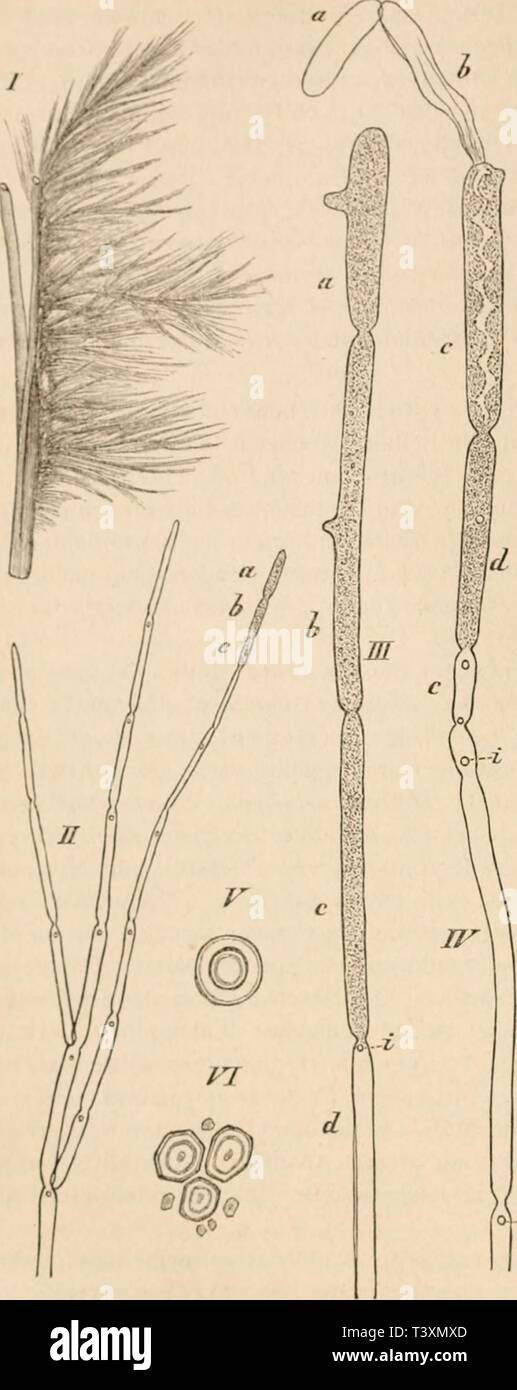 Archive image from page 123 of Die pilze in morphologischer, physiologischer,. Die pilze in morphologischer, physiologischer, biologischer und systematischer beziehung  diepilzeinmorpho00zopf Year: 1890  Die Pilze. nähmlich Leptotnitus lactcus Ag.rdh, Z. brachynema Hildebrand, L.pyrifcriis Zopf '), sowie Vertreter der Gattung Achlya und Saprolegnia. Fig. 62. (B. 671.) Leptomitus lactcus Ag. I Schwim- mendes Strohhalmfragment mit Rasen des Pilzes in natürlicher Grösse besetzt. II40 fach. Stück eines Zweigsystems, die Einschnü- rungen an den Fäden, die rund- lichen Cellulinkörner und drei Spora Stock Photo