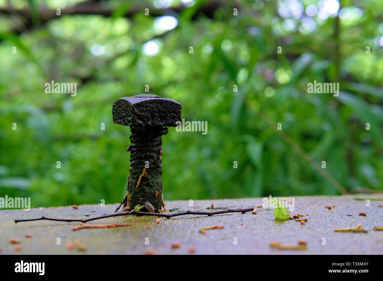 Old anchor bolt sticking out of a cement foundation of a destroyed and abandoned home in Texas; nature reclaiming its place against civilization. Stock Photo