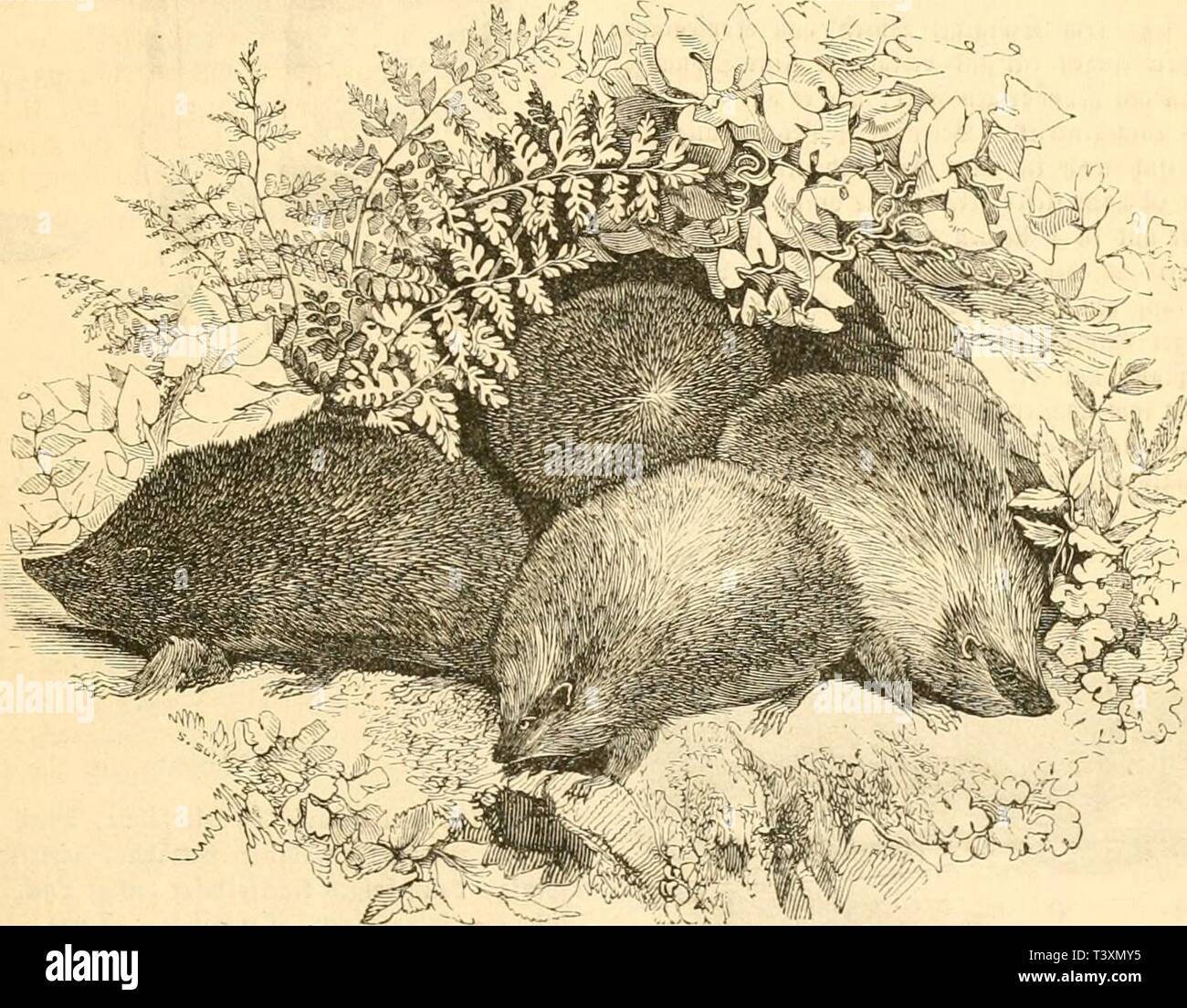 Titit hi-res stock photography and images - Alamy