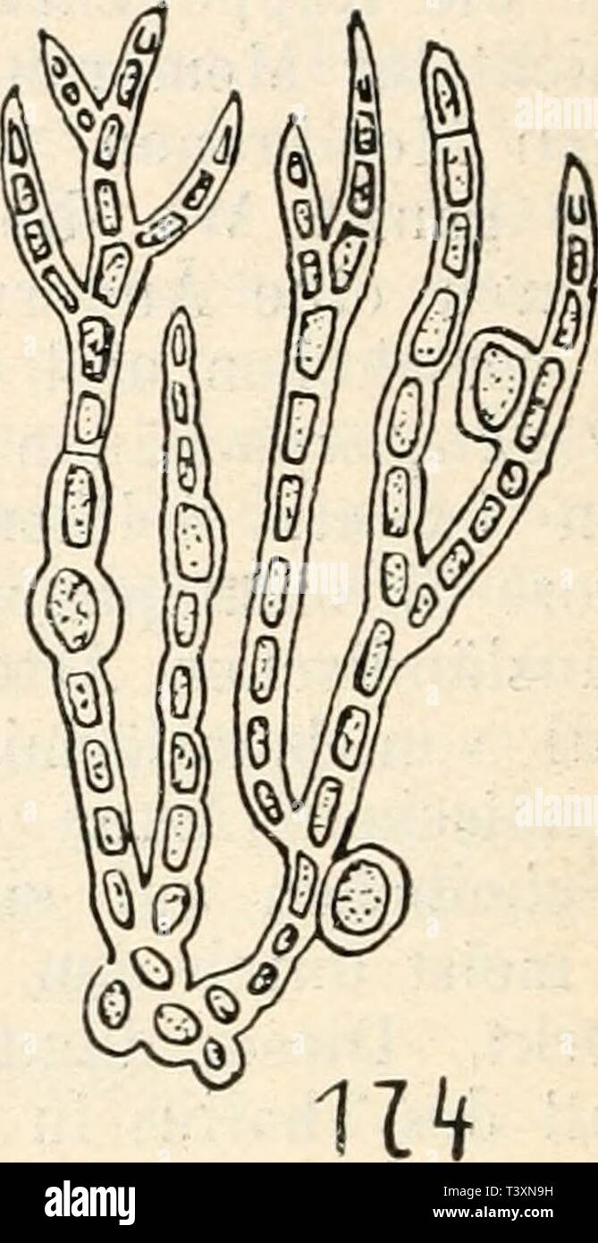 Archive image from page 127 of Die süsswasserflora Deutschlands