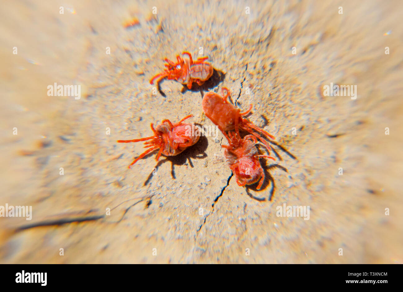 Close up macro Red velvet mite or Trombidiidae. Arthropod mites on the ground. Stock Photo