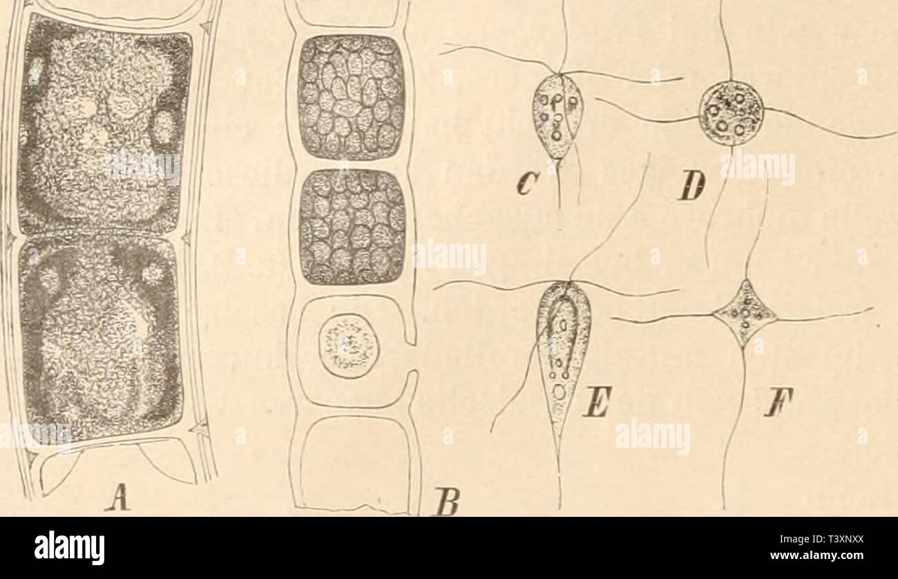 Archive image from page 133 of Die Natürlichen Pflanzenfamilien nebst ihren. Die Natürlichen Pflanzenfamilien nebst ihren Gattungen und wichtigeren Arten, insbesondere den Nutzpflanzen, unter Mitwirkung zahlreicher hervorragender Fachgelehrten begründet  dienatrlichenp02engl Year: 1897  116 Cladophoraceae. (Wille.)    Fig. 77. Urospora penicilliformis (Roth) Aresch. A 2 vegetative Zellen; B Zellen, welche Schivärmsporen bilden, von denen eine entleert ist; C abgerundete Schwärmspore, von der Seite gesehen; D dieselbe von oben gesehen; E ausgestreckte Schwärmspore von der Seite gesehen; F diese Stock Photo