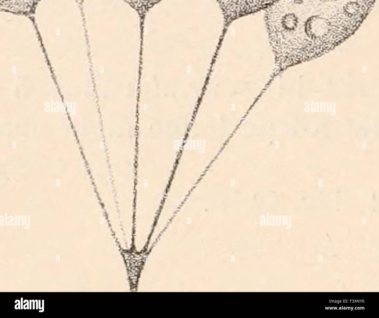Archive image from page 133 of Die Natürlichen Pflanzenfamilien nebst ihren. Die Natürlichen Pflanzenfamilien nebst ihren Gattungen und wichtigeren Arten, insbesondere den Nutzpflanzen, unter Mitwirkung zahlreicher hervorragender Fachgelehrten begründet  dienatrlichenp0101aengl Year: 1901  126 Protomastigineae. (Senn.) 3. Codonocladium Stein. [Epistylis Tatem., Codosiga Kent p. p.) (Fig. 83.1). Kugelig bis eiförmig, nackt, 12—15 ;x groß. Die mehr als körperlangen Stiele bilden cymöse, corymbus- oder doldenartig verzweigte Colonien. 3 Arten im Süßwasser und marin, z. B. C. umbellatum Tat. (Fig. Stock Photo
