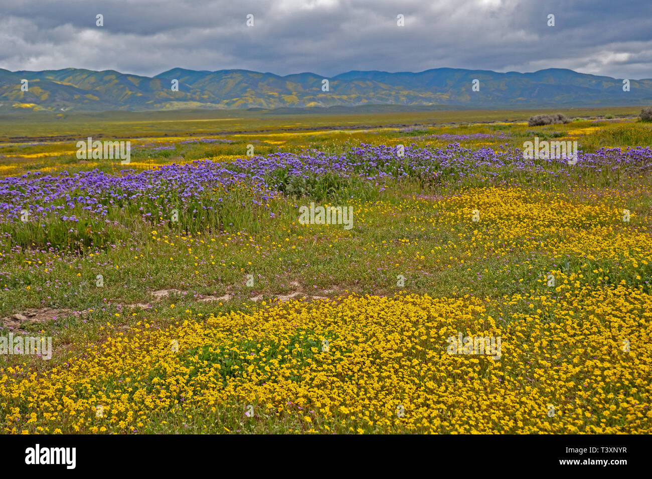Super Bloom in Carrizo Plain, California Stock Photo