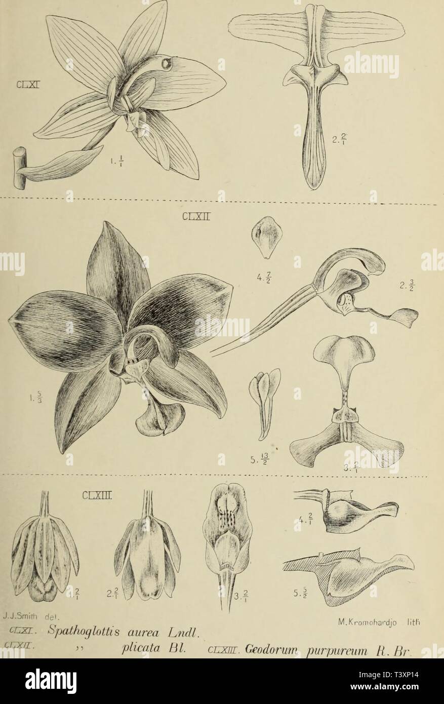 Archive image from page 134 of Die orchideen von Java (1905). Die ...