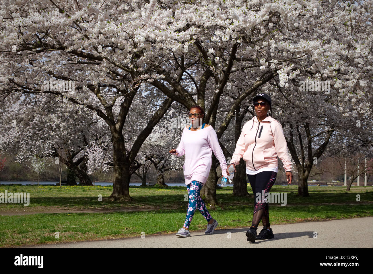 Philadelphia, PA, USA - April 9, 2019: Two elderly African American women stroll by cherry blossoms in peak bloom on an early spring morning. Stock Photo