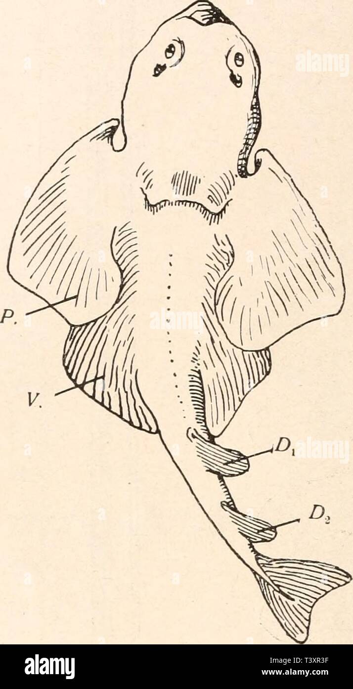 Archive image from page 147 of Die stämme der wirbeltiere (1919). Die stämme der wirbeltiere  diestmmederwir00abel Year: 1919  126 Die Stämme der Wirbeltiere. merkmal von untergeordneter Bedeutung ist.) — Ganze, gut erhaltene Skelette sind in den lithographischen Schiefern Bayerns nicht selten (z. B. Fig. 87). 14. F. Rhinobatidae. Fossil vom oberen Jura an. — Lebende Type: Rhinobatus. (Tekto- spondyl. Vivipar. Kiemenspalten ventral gelegen. Schädel in eine dreieckige, breite, dorsoventral abgeflachte Spitze ausgezogen.) Die gut erhaltenen Exemplare aus dem oberen weißen Jura Bayerns (z. B. Rhi Stock Photo