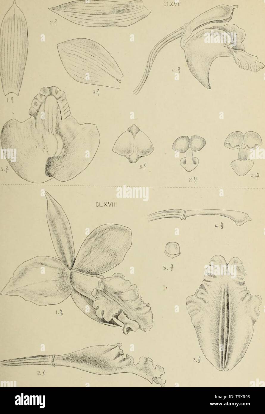 Archive image from page 150 of Die orchideen von Java (1905). Die orchideen von Java  dieorchideenvonj16smit Year: 1905  M.Kromohardjo lith. CLxvn.Eulophia eooaltata Rchb.f. clw//. Arundina speciosa Bl. Stock Photo