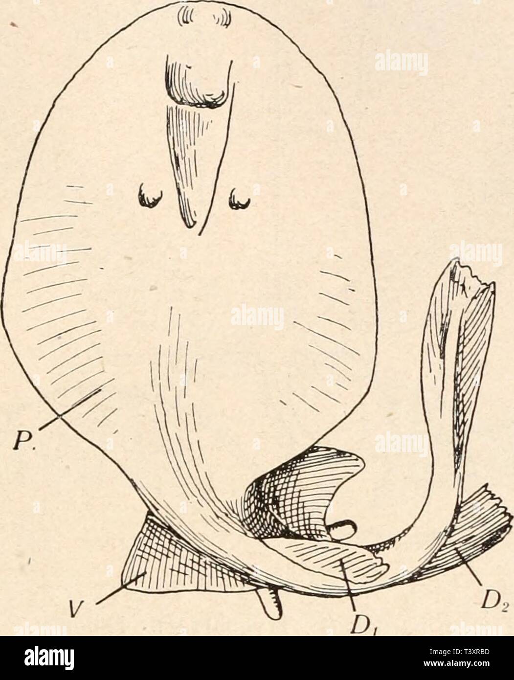 Torpedinidae hires stock photography and images Alamy