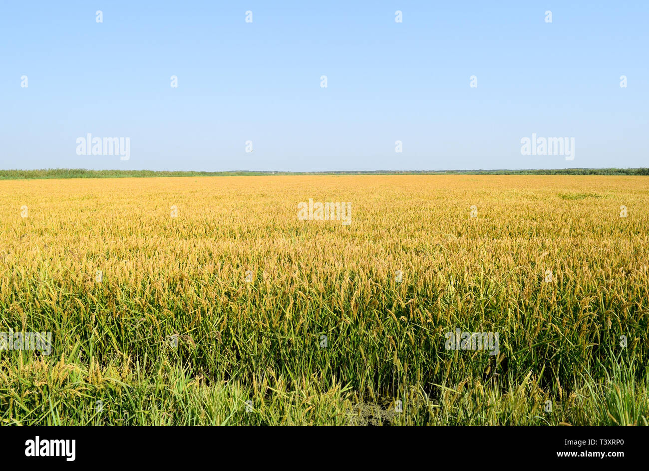 Field of rice in the rice paddies. Rice cultivation in temperate ...