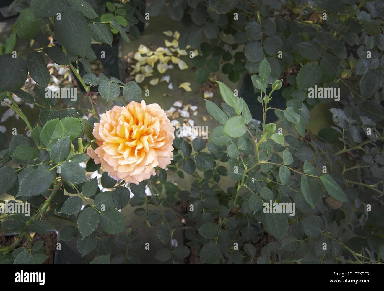 Double Yellow Roses Gorgeous double yellow rose flowers in pots. Spring garden series ...