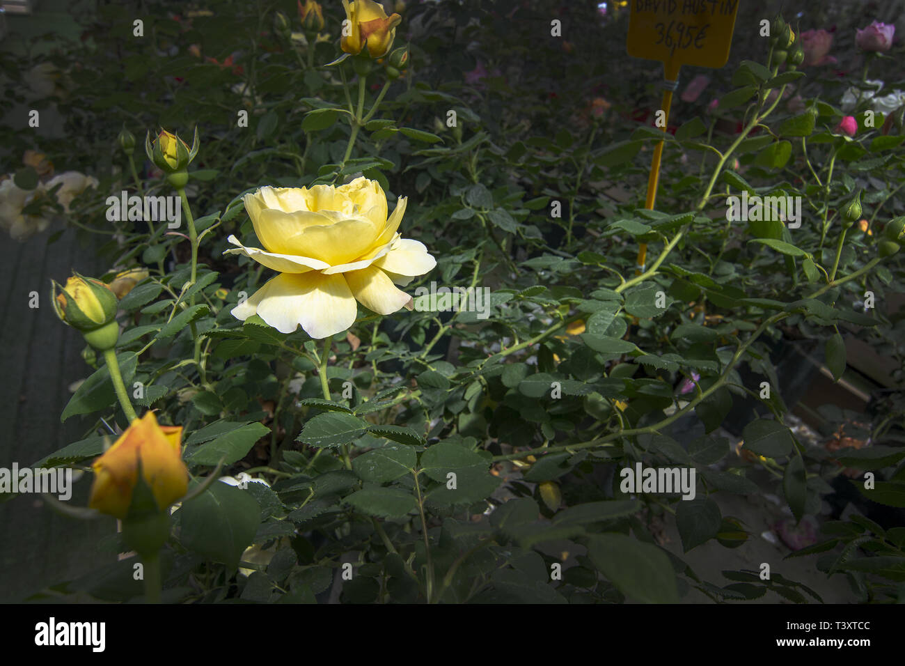 Double Yellow Roses Gorgeous double yellow rose flowers in pots. Spring garden series ...