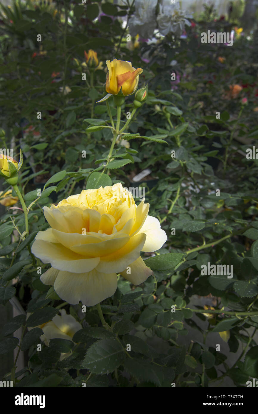 Double Yellow Roses Gorgeous flowers hi-res stock photography and images - Alamy