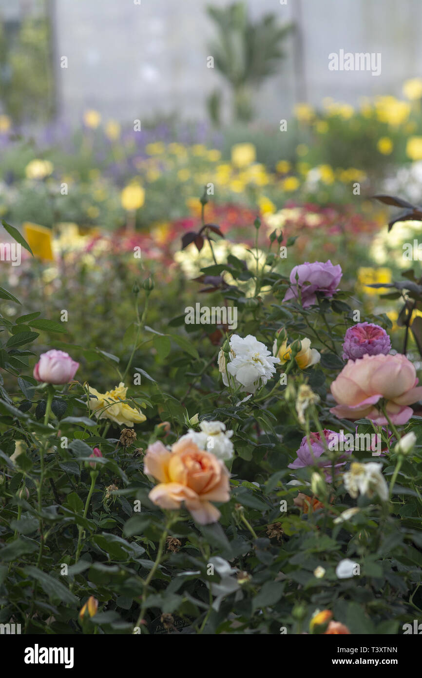 Full frame of beautiful roses in many colours. Spring garden series, Mallorca, Spain Stock Photo