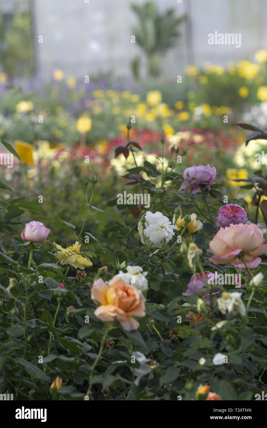 Full frame of beautiful roses in many colours. Spring garden series, Mallorca, Spain. Stock Photo