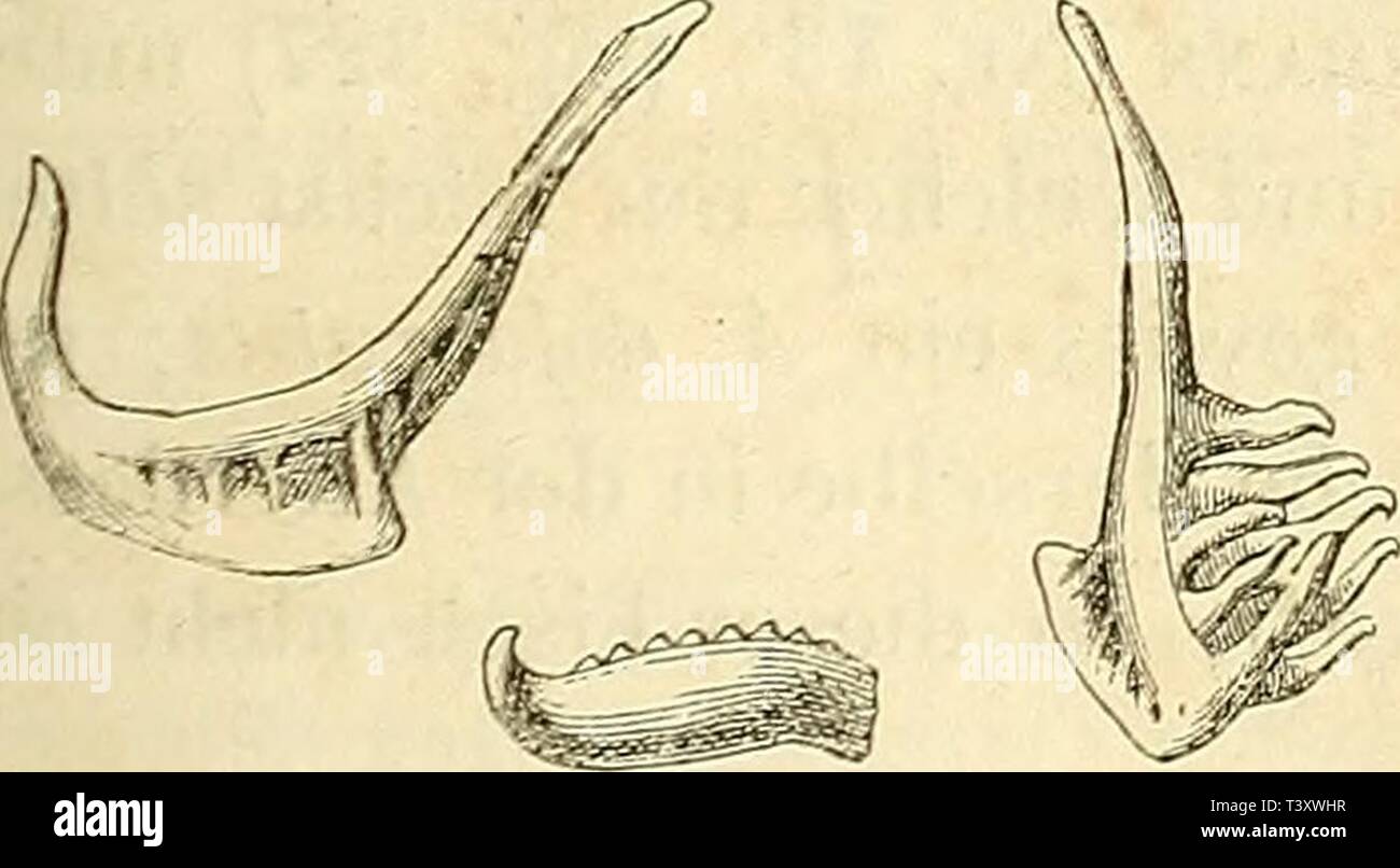 Archive image from page 178 of Die Süsswasserfische von Mitteleuropa (1863) Stock Photo
