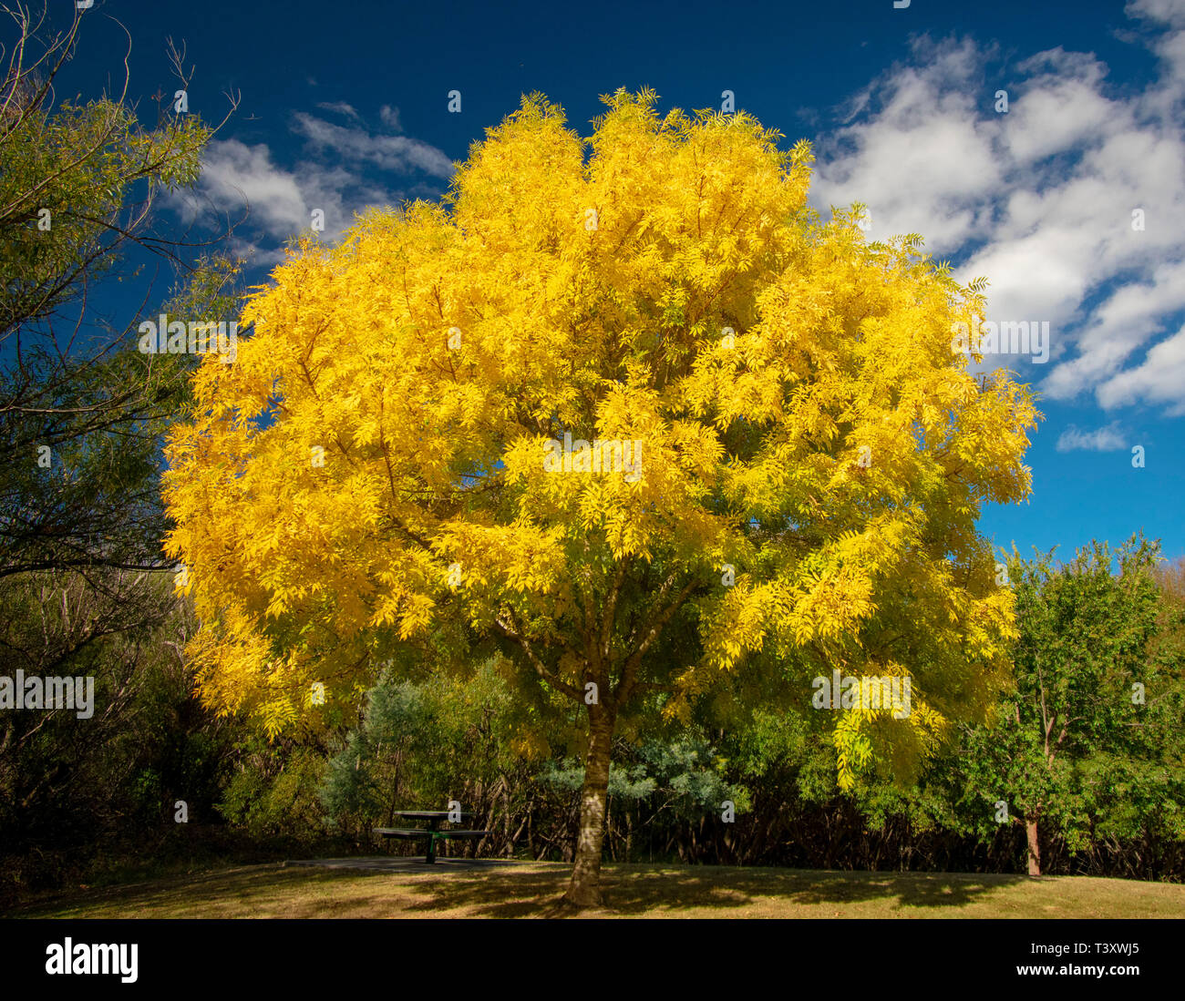 Yellow Autumn Decidious Tree Tasmanian Park Stock Photo
