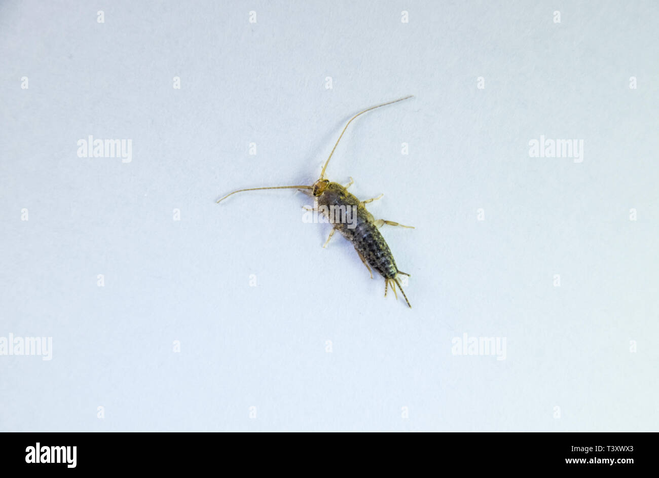 Insect feeding on paper - silverfish. Pest books and newspapers Stock ...