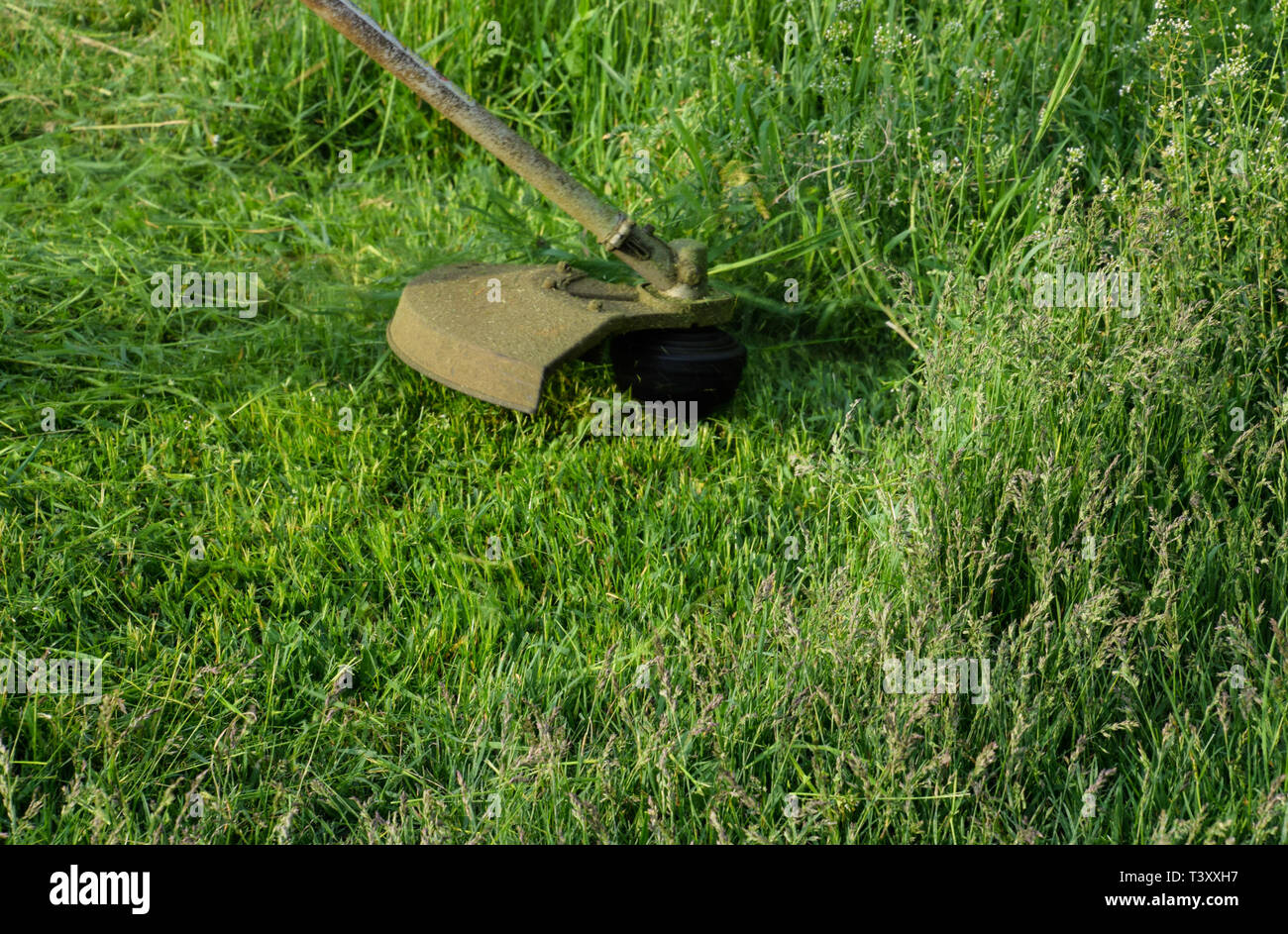 Mowing green grass using a fishing line trimmer. Application trimmers