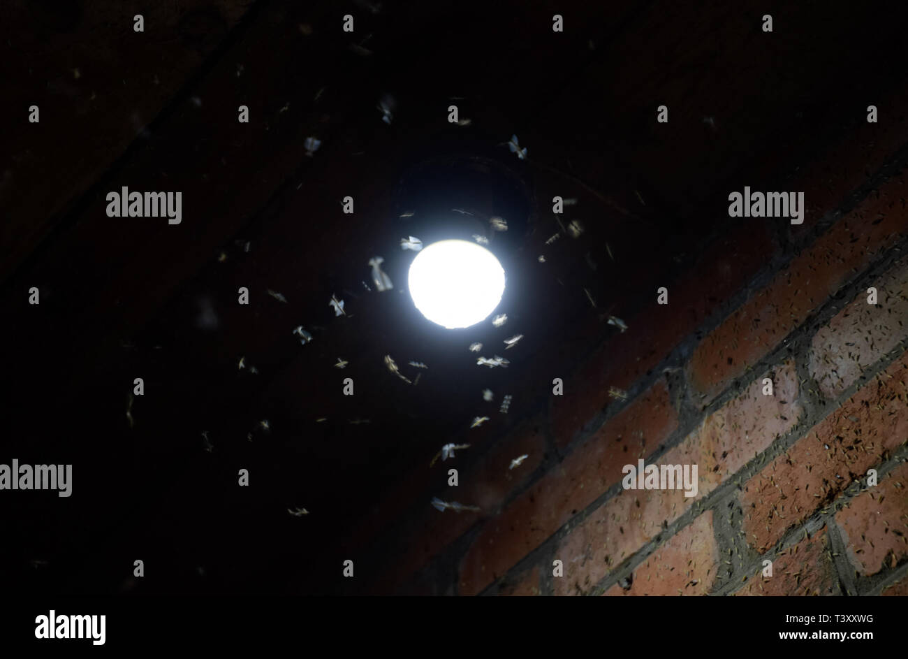 Night insects at a bulb. Attraction of insects light Stock Photo Alamy