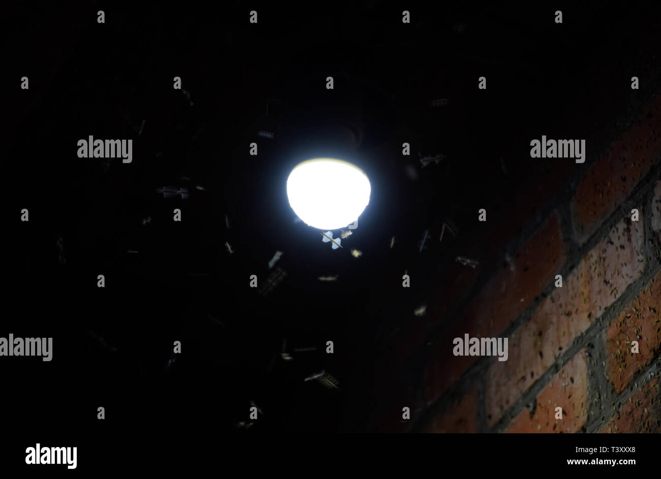 Night insects at a bulb. Attraction of insects light Stock Photo Alamy
