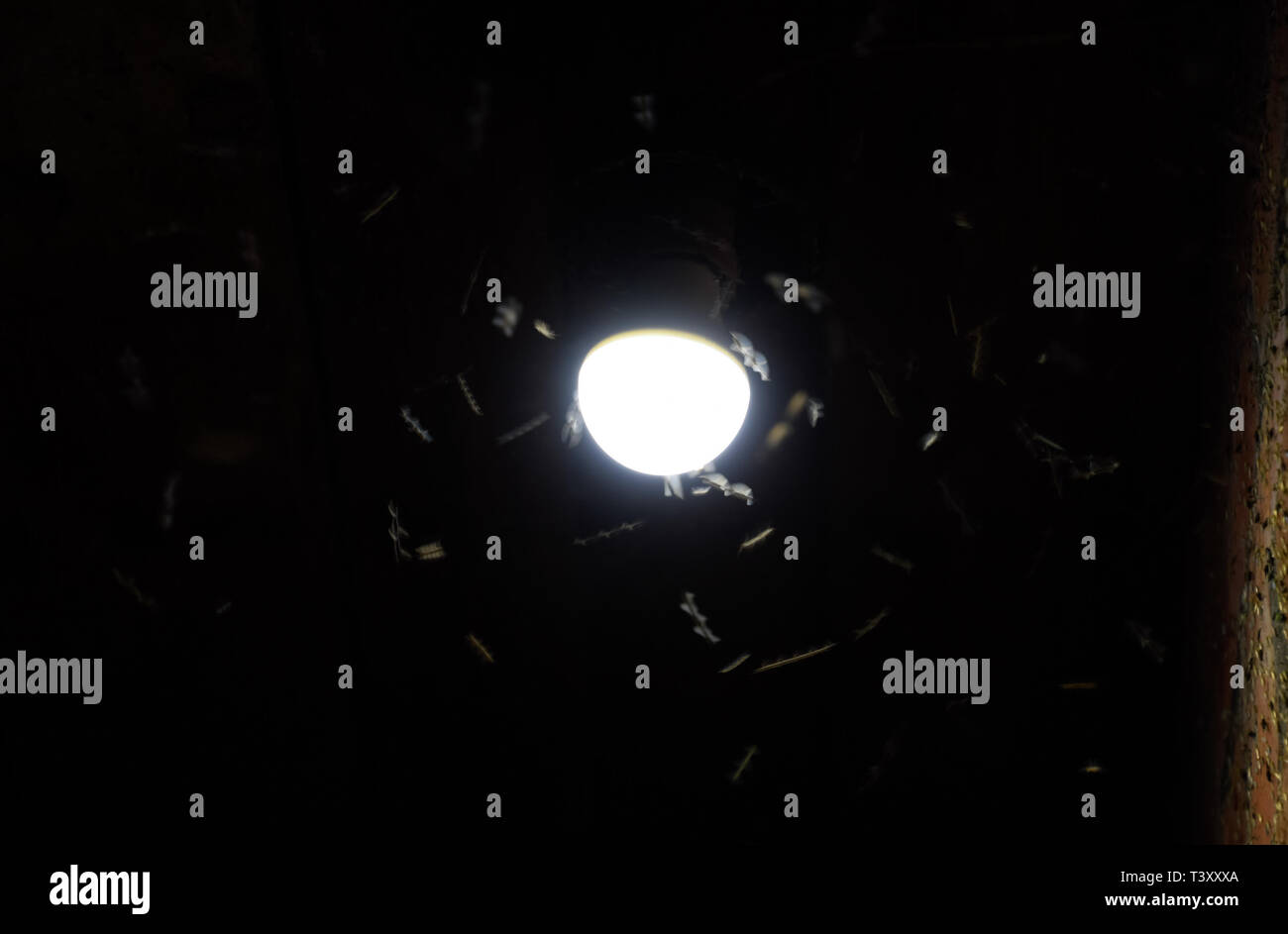 Night insects at a bulb. Attraction of insects light Stock Photo Alamy