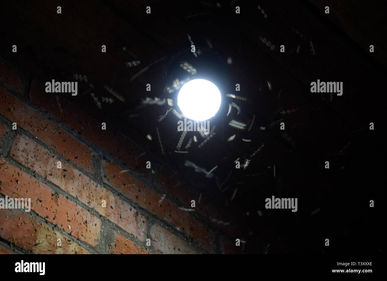 Night insects at a bulb. Attraction of insects light Stock Photo Alamy
