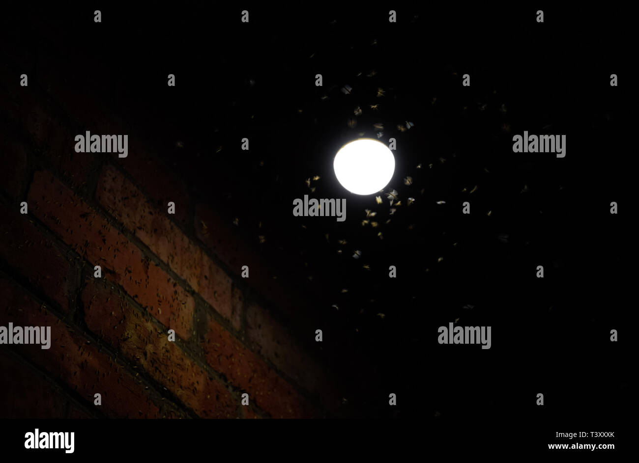 Night insects at a bulb. Attraction of insects light Stock Photo Alamy