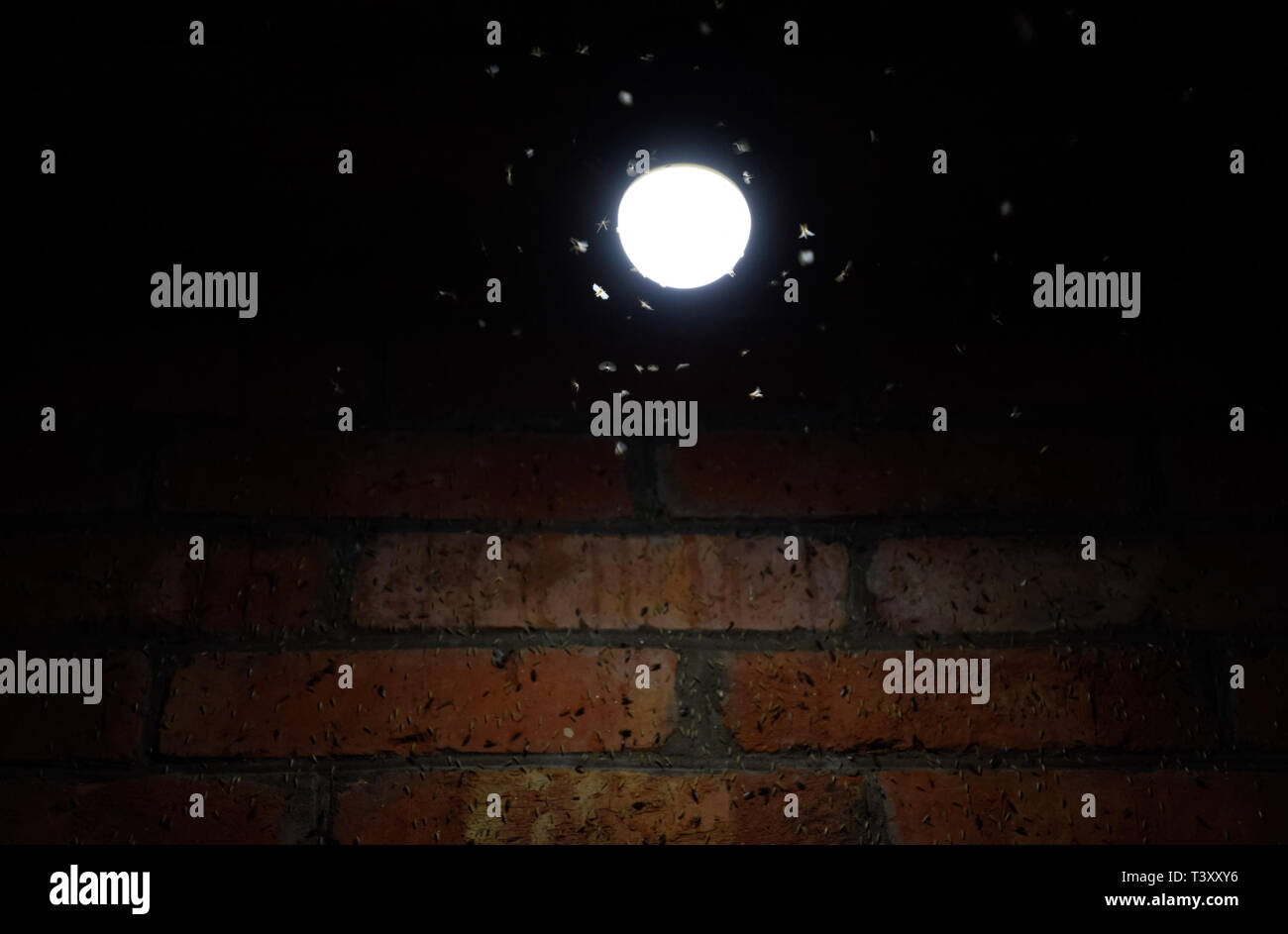 Night insects at a bulb. Attraction of insects light Stock Photo Alamy