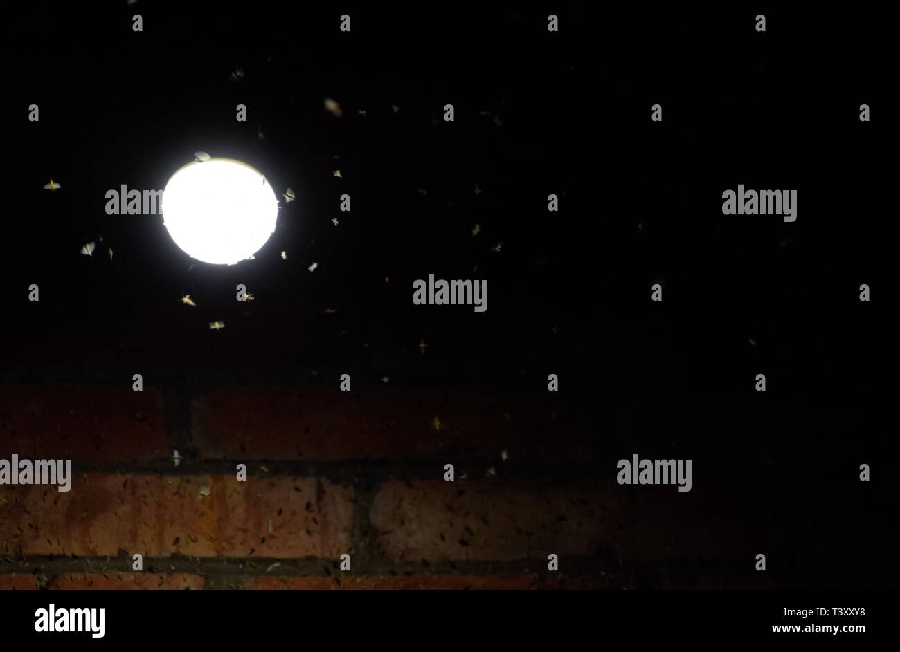 Night insects at a bulb. Attraction of insects light Stock Photo Alamy