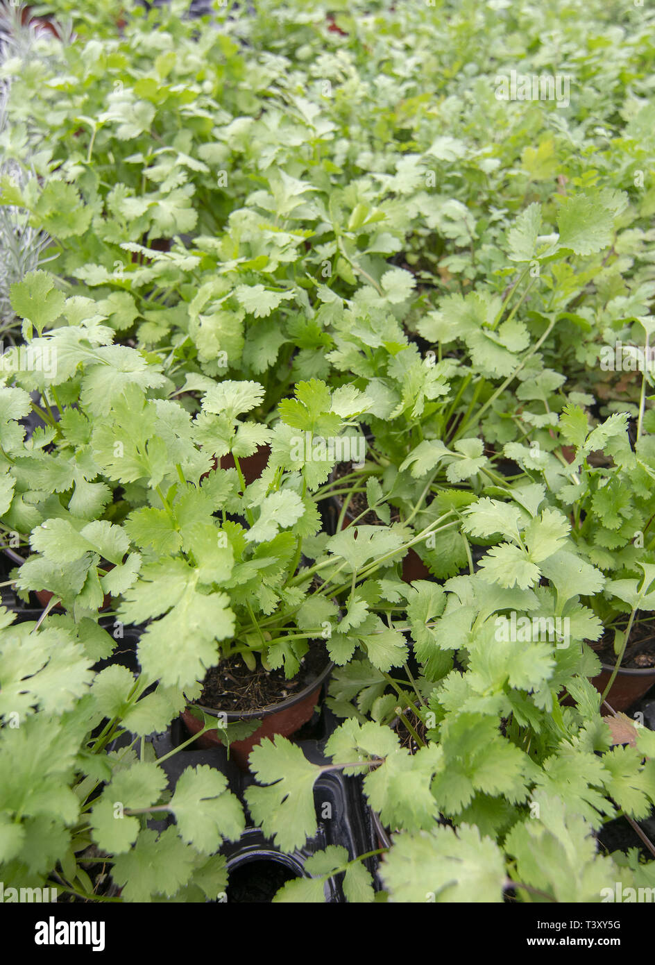 Fresh green cilantro leaves full frame kitchen garden Stock Photo