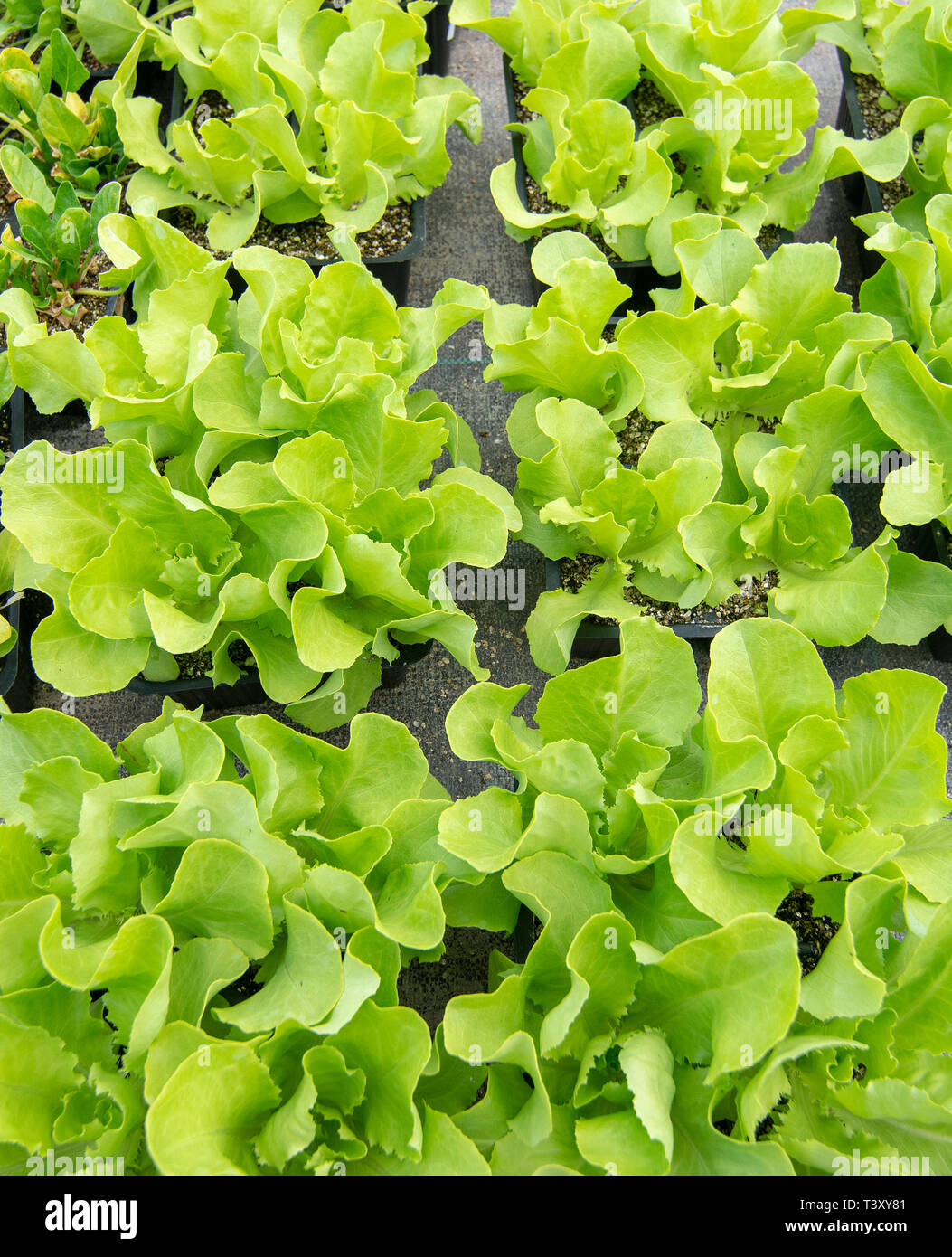 Small salad plants in pots kitchen herbal garden in spring. Stock Photo
