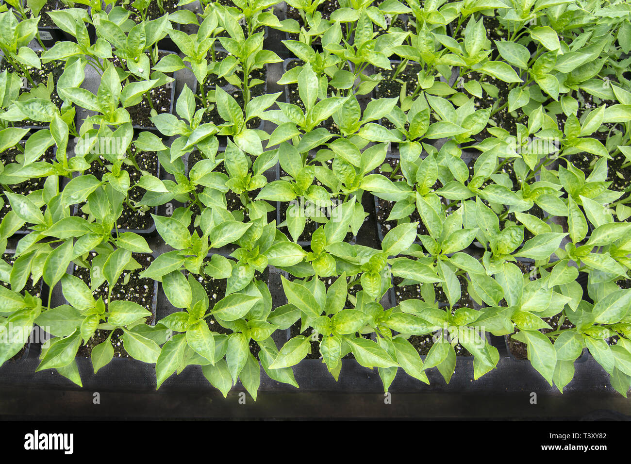 Small Italian pepper plants full frame herbal kitchen garden isolated margin Stock Photo