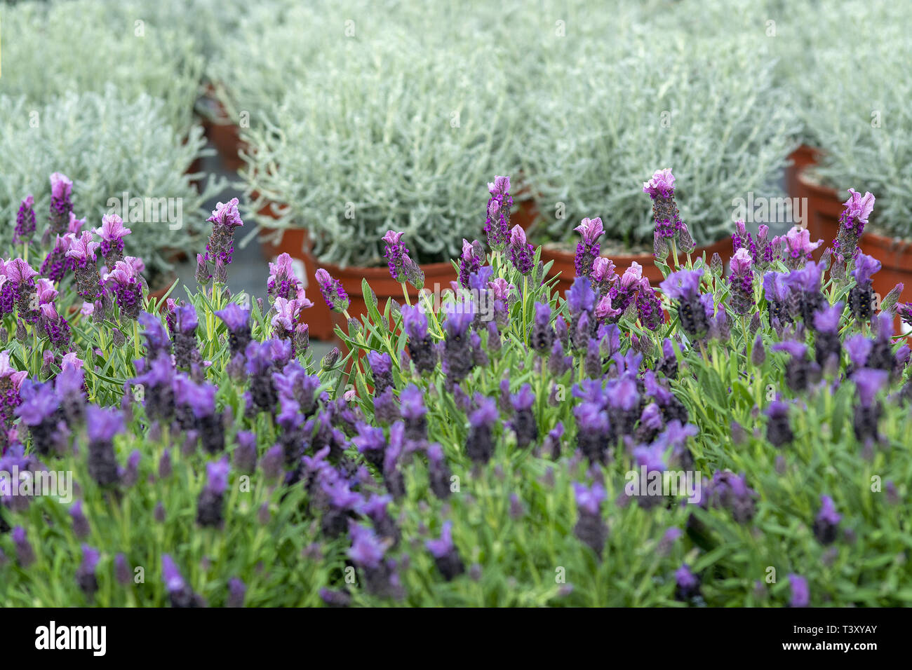 Lavender purple flowers closeup Lavendula officinalis. Spring garden