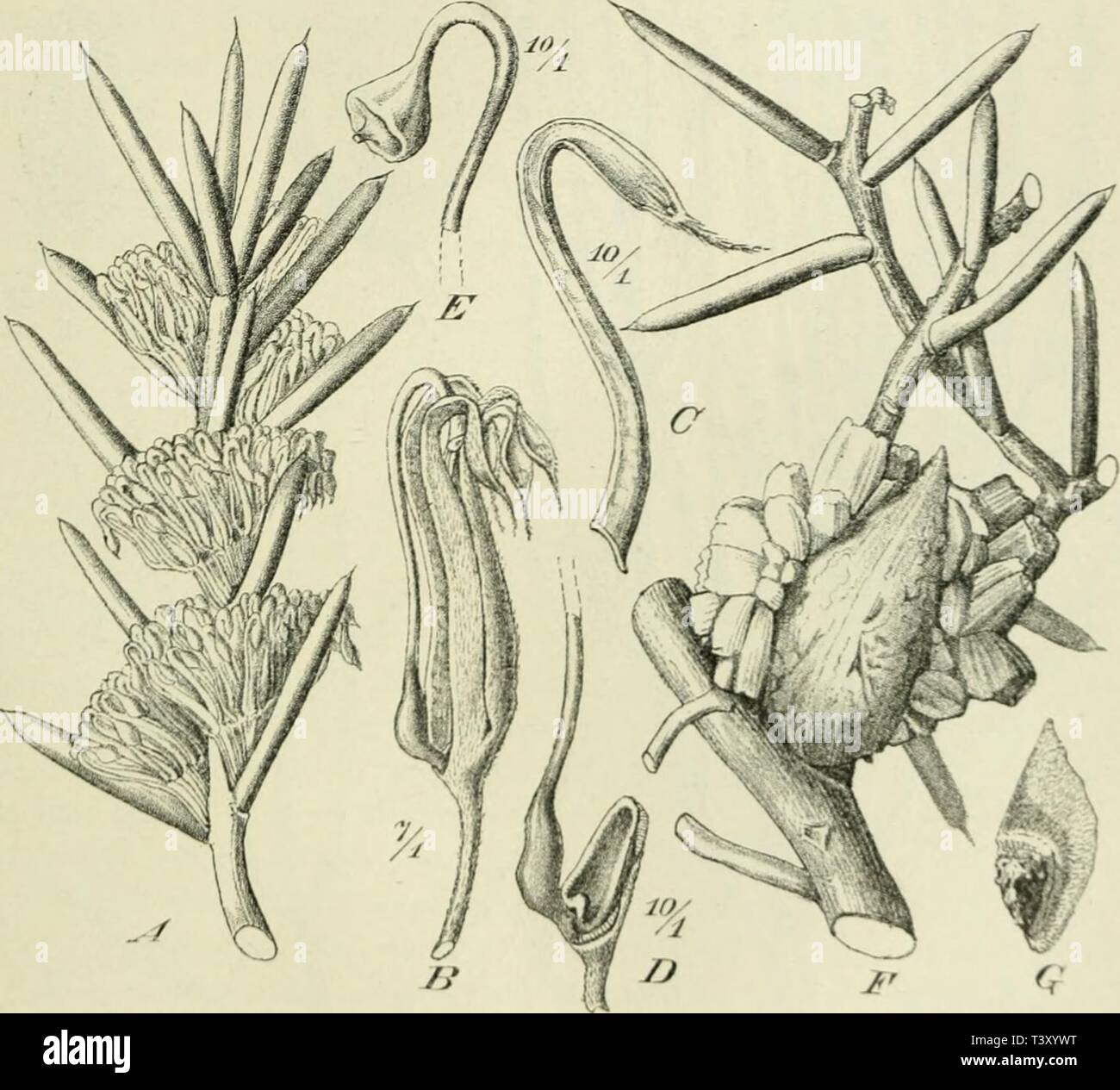 Archive image from page 208 of Die Pflanzenwelt von West-Australien südlich. Die Pflanzenwelt von West-Australien südlich des Wendekreises. Mit einer Einleitung über die Pflanzenwelt Gesamt-Australiens in Grundzügen. Ergebnisse einer im Auftrag der Humboldt-Stiftung der Kgl. Preussischen Akademie der Wissenschaften, 1900-1902 unternommenen Reise  diepflanzenweltv00dieluoft Year: 1906  4. Kapitel. Oekologischer Charakter. 175 Eine gleichartige und doch gewissermaßen divergente Entwickelungs-Richtung führt zum pinoiden Blatte. Es findet sich in der Flora unserer Provänz in reichem Formen-Wandel. Stock Photo