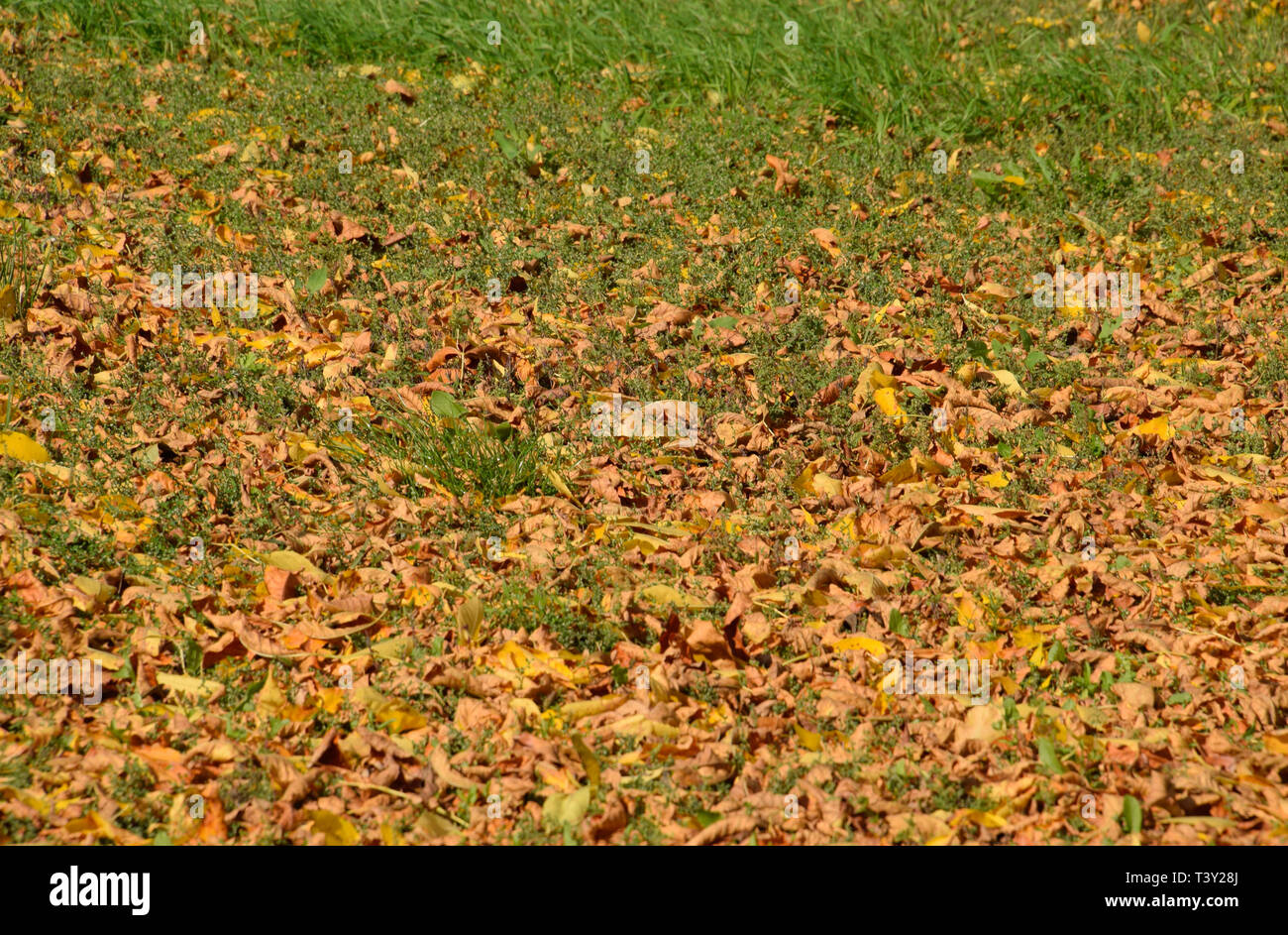 The leaves are yellow on the ground. Autumn leaf fall Stock Photo - Alamy