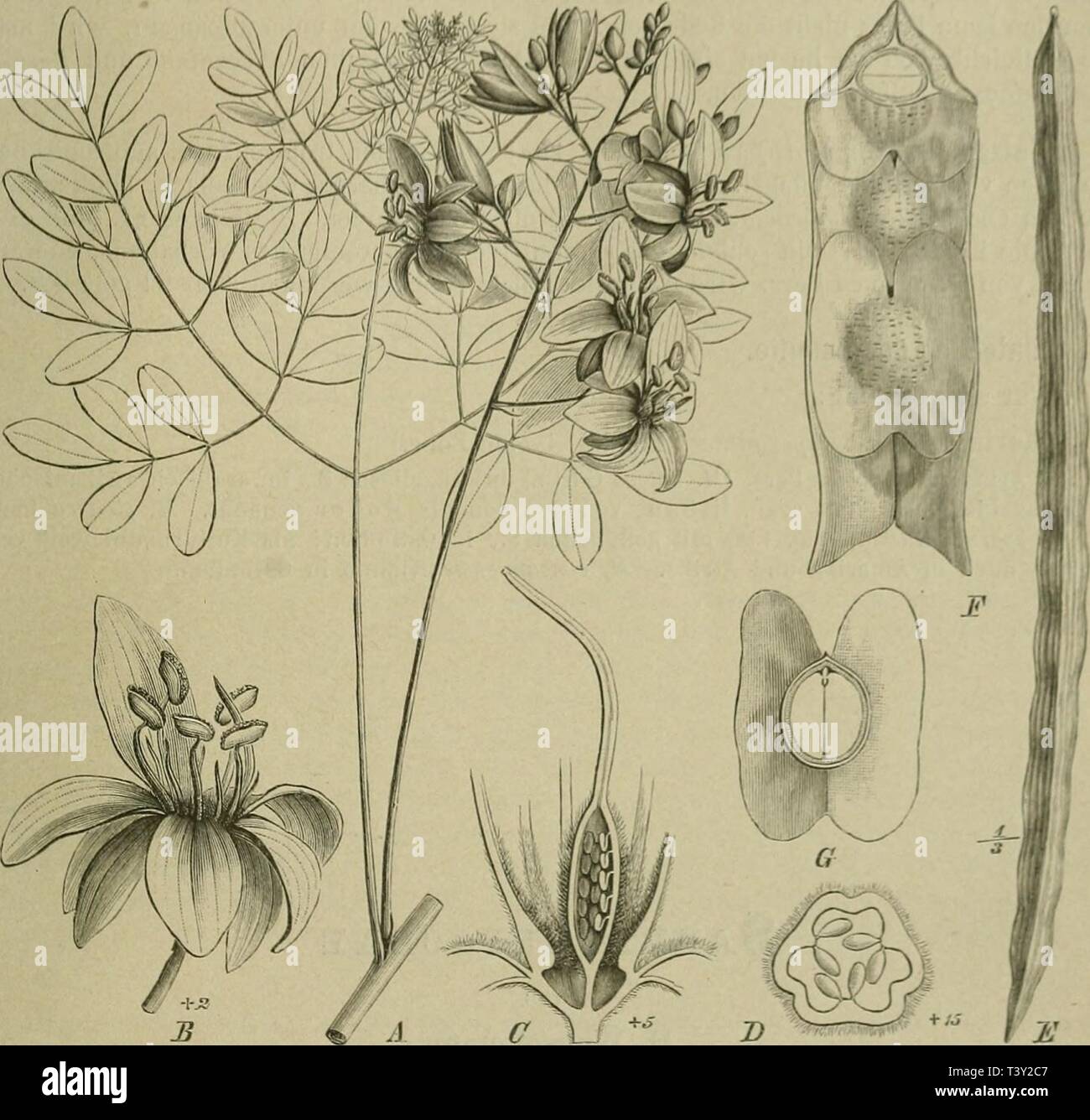 Archive image from page 252 of Die Natürlichen Pflanzenfamilien  nebst. Die Natürlichen Pflanzenfamilien : nebst ihren Gattungen und wichtigeren Arten, insbesondere den Nutzpflanzen  dienatrlichenp32engl Year: 1887-1909.  Moringaceae. (l'ax.j 243 Blütenverhältnisse. Zu den bcreils (Miiaclilcn AfiK;ibf!n ist liier nur na&lt;hziitr;iK&lt;Mi, (Jass die Kciclib. (|uiiicimcial, die Blh. imhrical sicli decken, dass das vordere (? lill;. aufrcchl und etwas großer erscheint als die anderen, wie iiberliaupt die Vorderseile der Ui. gefördert ist. Ausnahinswciso begegnen auch 2 oder 4 Frb.    Fig. 14G. M Stock Photo