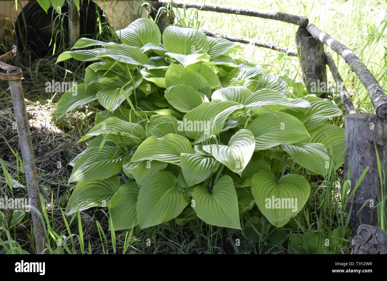 Wide Brim Hosta (Plantain Lily) Stock Photo