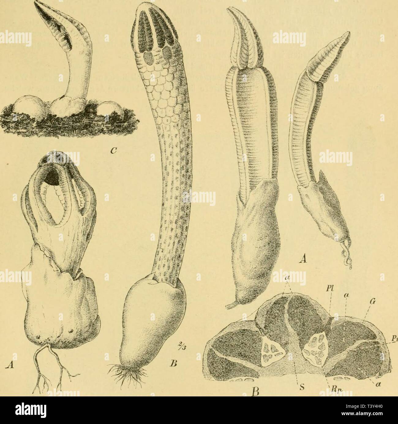 Archive image from page 298 of Die Natürlichen Pflanzenfamilien nebst ihren. Die NatÃ¼rlichen Pflanzenfamilien nebst ihren Gattungen und wichtigeren Arten, insbesondere den Nutzpflanzen, unter Mitwirkung zahlreicher hervorragender Fachgelehrten begrÃ¼ndet  dienatrlichenp11engl Year: 1900  Phallineae. (Fischer.) 285 2 Arten: S. periphragmoides Klolzsch. Receptaculum gelb, GitterÃ¤ste mehr oder weniger in die Gleba eingesenkt. Geruch stark. Tonkin, Java, Ceylon, Ostindien, Mauritius. â S. sphaerocephalum Schlecht. {S. rubescens Gerard) ;Fig. 133). Receptaculum rÃ¶tlich oder weiÃ, GitterÃ¤ste an  Stock Photo