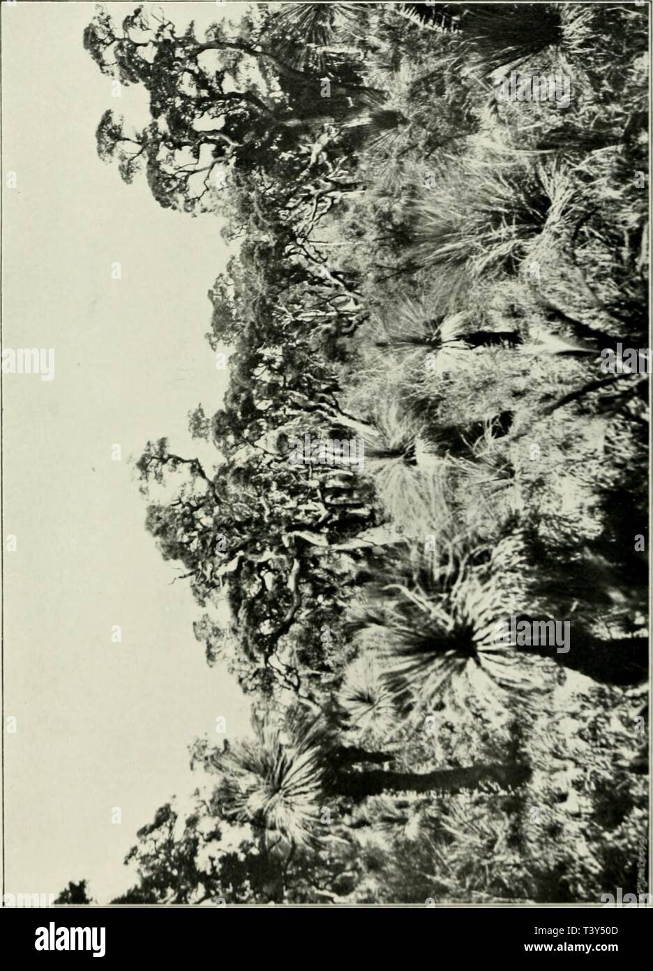 Archive image from page 308 of Die Pflanzenwelt von West-Australien südlich Stock Photo